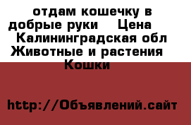 отдам кошечку в добрые руки. › Цена ­ 0 - Калининградская обл. Животные и растения » Кошки   